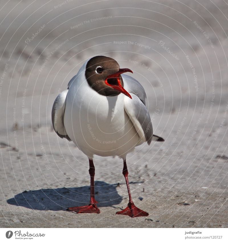 Lachmöwe Schnabel Möwe Vogel Sommer Strand Meer See Ferien & Urlaub & Reisen Feder Fischland Weststrand Ornithologie Umwelt Wut Wildnis Tier Farbe Küste