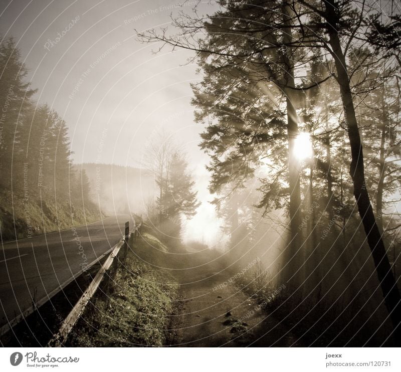 Leitstrahl Baum Baumkrone grell blenden Morgennebel Hoffnung Leitplanke Licht Sonnenaufgang Nebel unklar parallel Ferne Sonnenstrahlen strahlend ungewiss Fußweg