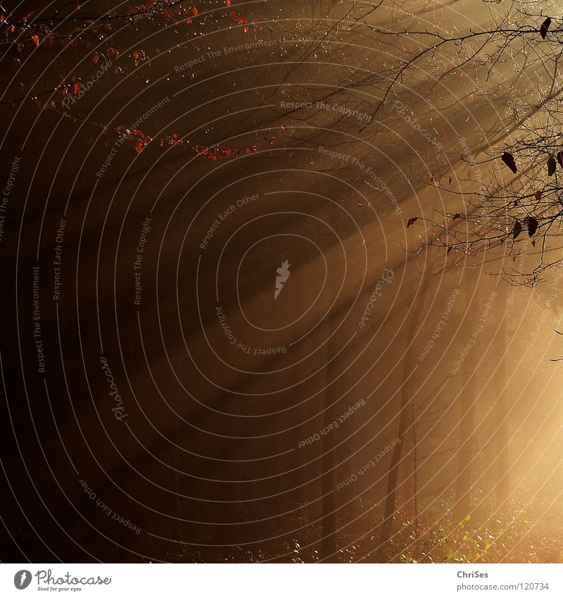 Morgenstund............ Nebel Sonnenaufgang Winter Herbst schlechtes Wetter feucht nass kalt Strahlung Baum Wald Physik niedlich Blatt schwarz braun Tunnel