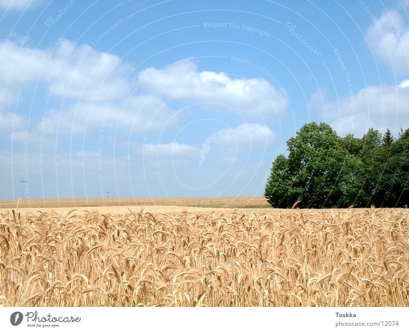 Kornfeld Ähren himmelblau Baum grün Wolken Waldrand Natur