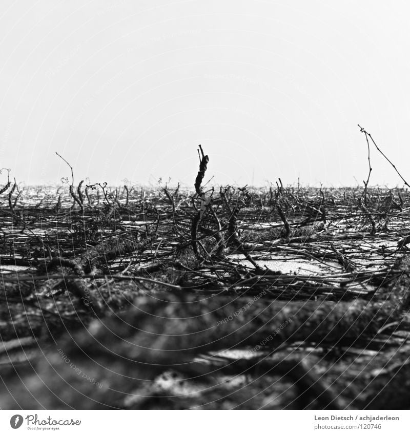 herausragend Holz klein Ast Sträucher schwarz weiß grau Natur Haus Tod trocken trist chaotisch verzweigt Krieg Schwarzweißfoto Makroaufnahme Nahaufnahme