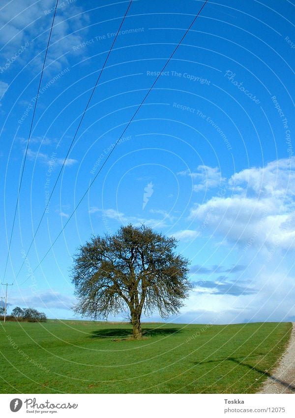 Baum unter Strom grün himmelblau Frühling Wolken Elektrizität Strommast Wege & Pfade Straße Sonne überspannung Kies