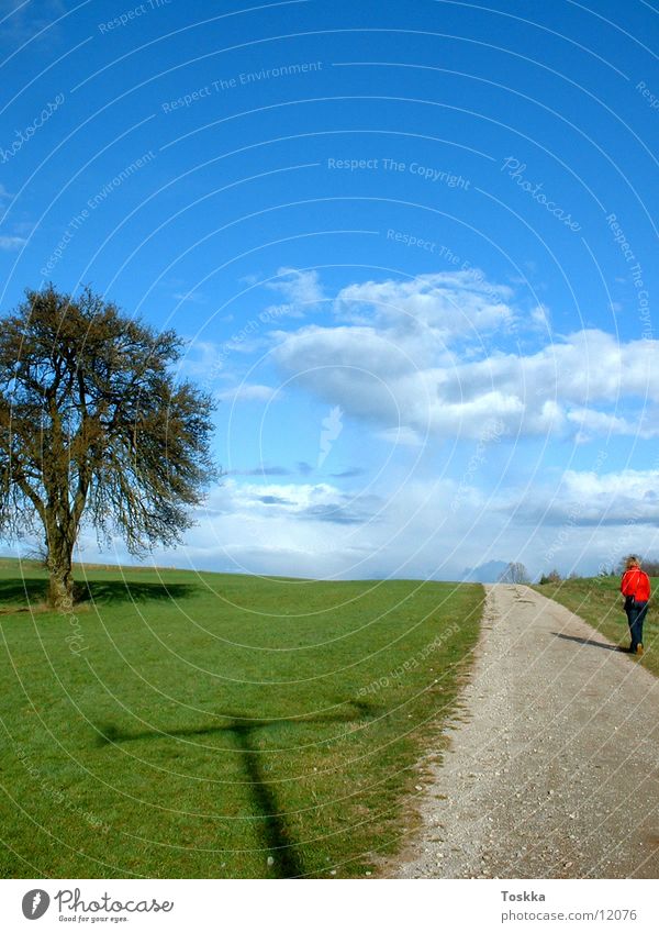 Baumweg grün himmelblau Frühling Wolken Wege & Pfade Straße Sonne Kies