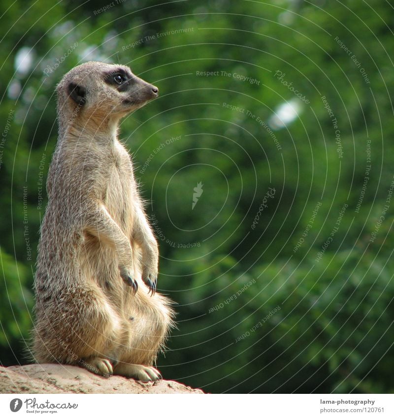 Timon der Späher Erdmännchen Meerkatzen Aussicht Wachsamkeit Kontrolle Posten Vogelperspektive Hügel Zoo Park Tier stehen hocken Savanne niedlich süß Fell