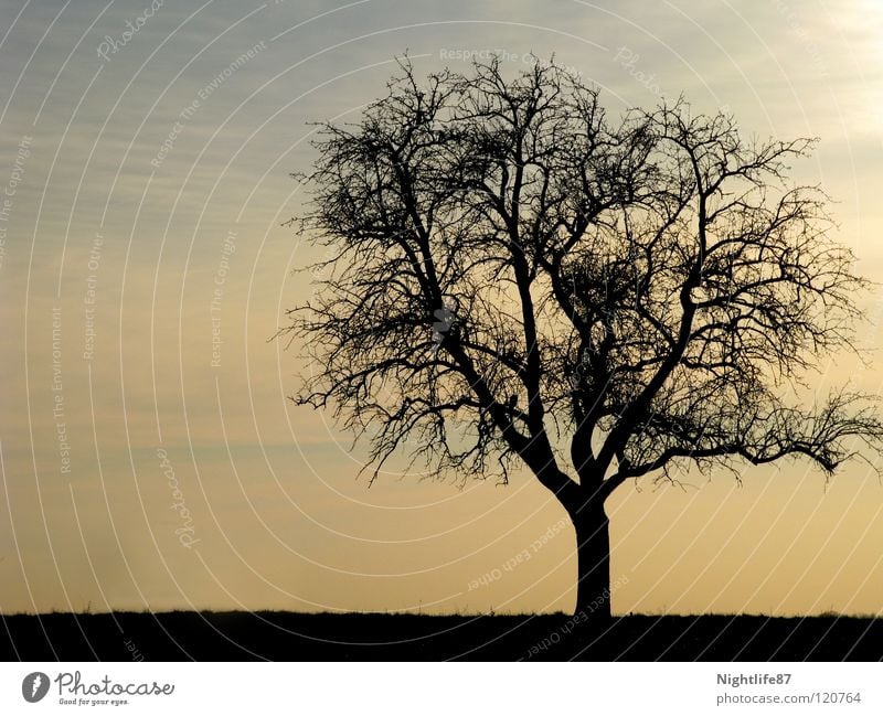 einsamer Baum Winter Geäst Einsamkeit Wolken Dämmerung Trauer Himmel kahler baum Zweig Ast Baumstamm Landschaft alleinstehend Sonne morgengraun geschlossen