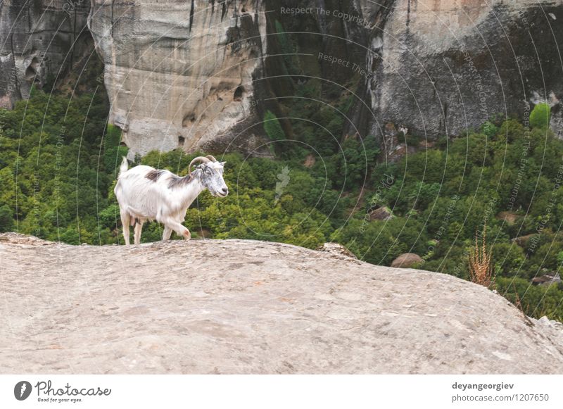 Meteora in Griechenland Ferien & Urlaub & Reisen Tourismus Sommer Berge u. Gebirge Klettern Bergsteigen Umwelt Natur Landschaft Tier Park Felsen Pelzmantel