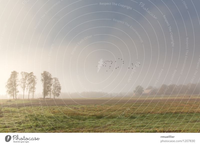 Frühlingsnebel Ferien & Urlaub & Reisen Ausflug Freiheit Natur Landschaft Nebel Baum Menschenleer Haus Vogel Erholung Ferne blau gelb grün weiß Unendlichkeit