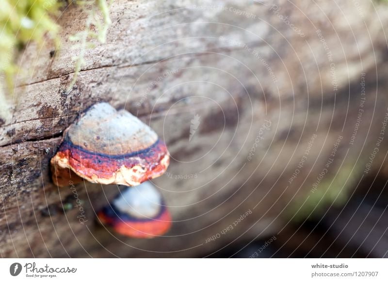 Funky Pilz Umwelt Natur Landschaft Pflanze Erde Baum Wachstum Schutz Regenschirm Wetterschutz Pilzhut mehrfarbig Zwilling Außenaufnahme Detailaufnahme