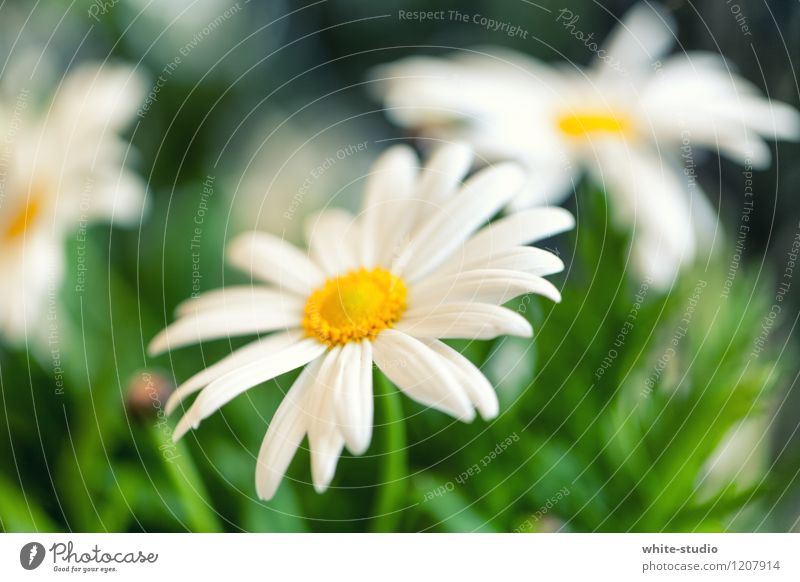 Die margere Rita Umwelt Natur Pflanze Frühling Sommer Grünpflanze Margerite Wachstum gedeihen Sommerblumen Sommerblumenbeet Blumenwiese Blumenbeet Blumenladen