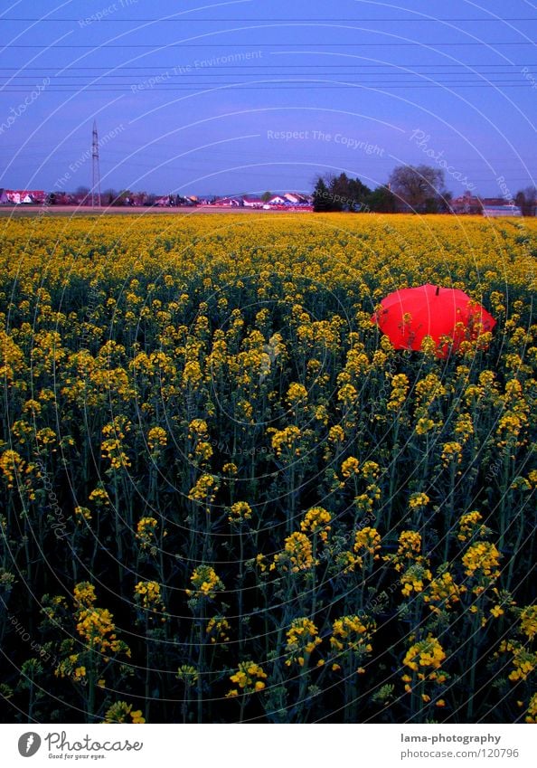 Dämmerung - End of Raps Sonnenuntergang verloren vergessen Leitung Dorf genießen ruhig träumen Sommer Rapsfeld Feld Wiese Ackerbau Landwirtschaft Frühling