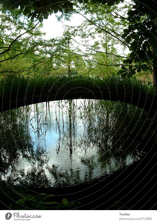 Ufer Bach See Steg Schilfrohr Wasserspiegelung Reflexion & Spiegelung Baum grün Küste Brücke