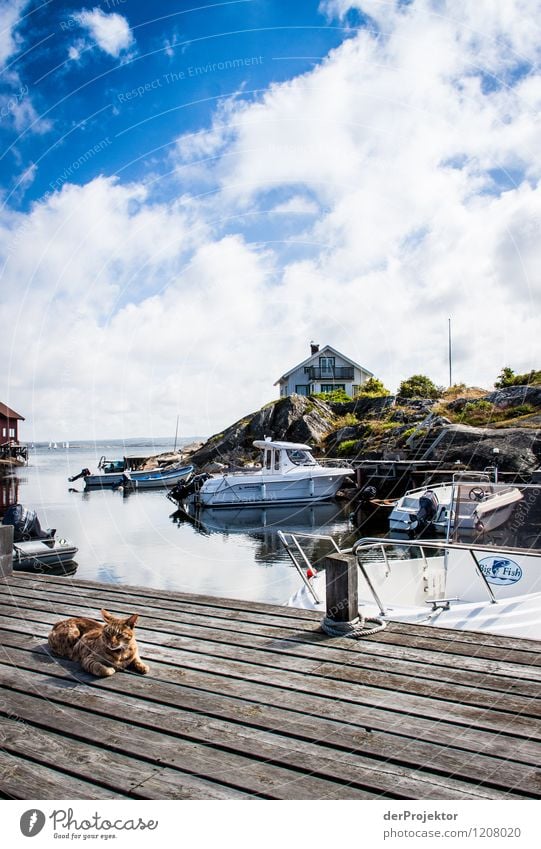 Entspannte Katze am Hafen Ferien & Urlaub & Reisen Tourismus Ausflug Abenteuer Kreuzfahrt Sommerurlaub Insel Umwelt Natur Landschaft Küste Bucht Fjord Ostsee