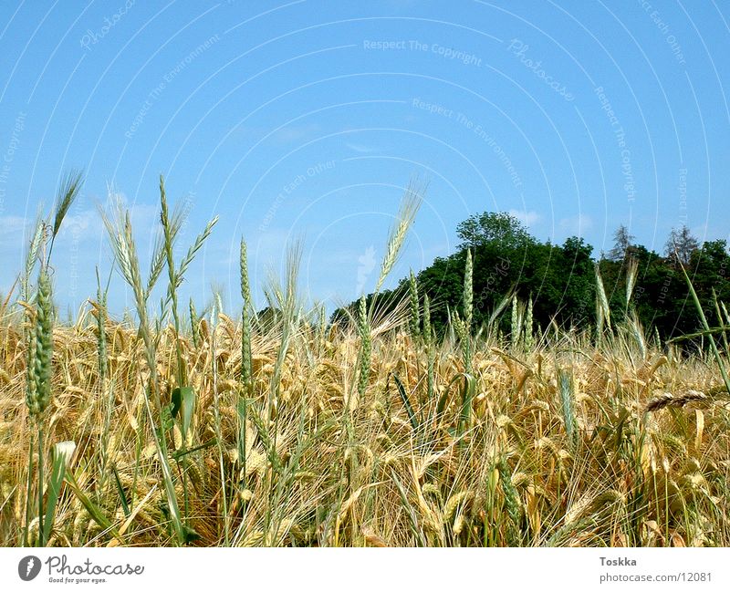 Kornfeldstart himmelblau Baum grün Wolken ehren Natur