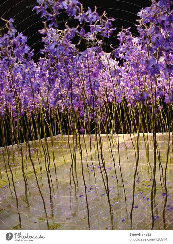 Delphinium schön zart träumen Sehnsucht Innenaufnahme Vor dunklem Hintergrund Blume Rittersporn blau Natur