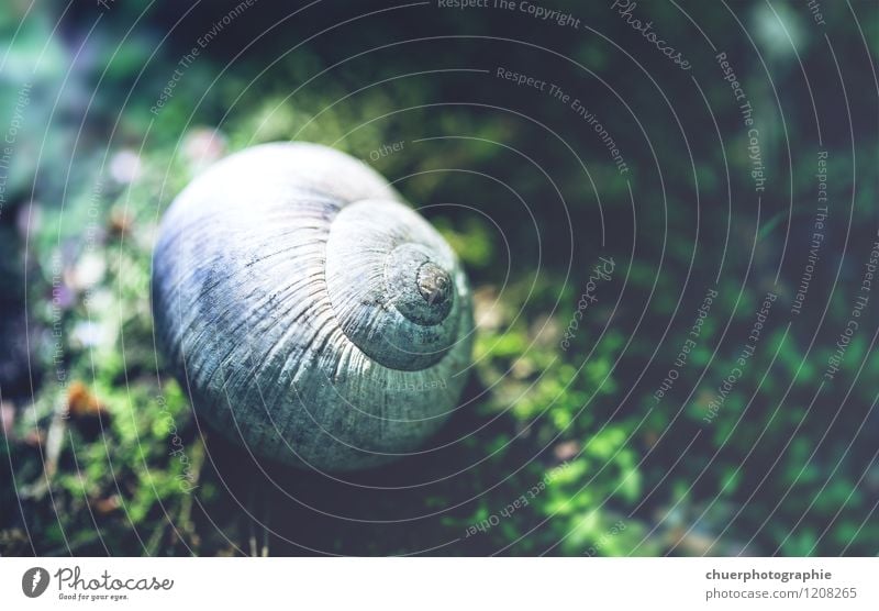 Schnecke versteck dich! Freiheit Sommer Umwelt Natur Moos 1 Tier Erholung schlafen authentisch Bekanntheit dreckig Ekel schleimig Tapferkeit selbstbewußt Mut