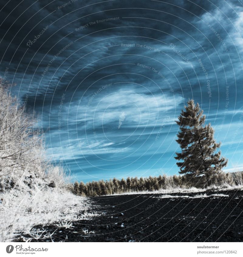 Der Frühling kommt! Personenzug Infrarotaufnahme Farbinfrarot Baum Holzmehl Wald Einsamkeit Sträucher Wolken Schleier weiß schwarz Himmel Infarot Surrealismus