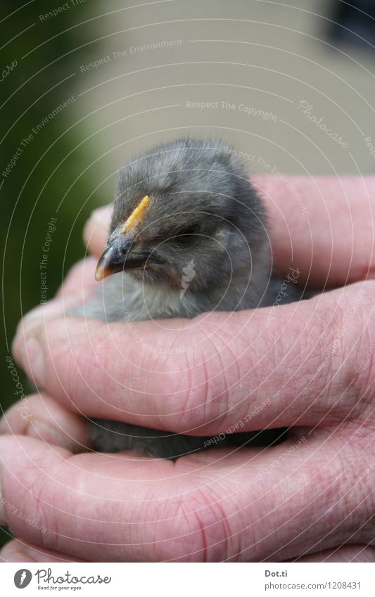 chick Hand Finger Tier Nutztier Tiergesicht 1 Tierjunges fangen klein niedlich weich grau Haushuhn Küken haltend Vorsicht Hahn Farbfoto Gedeckte Farben