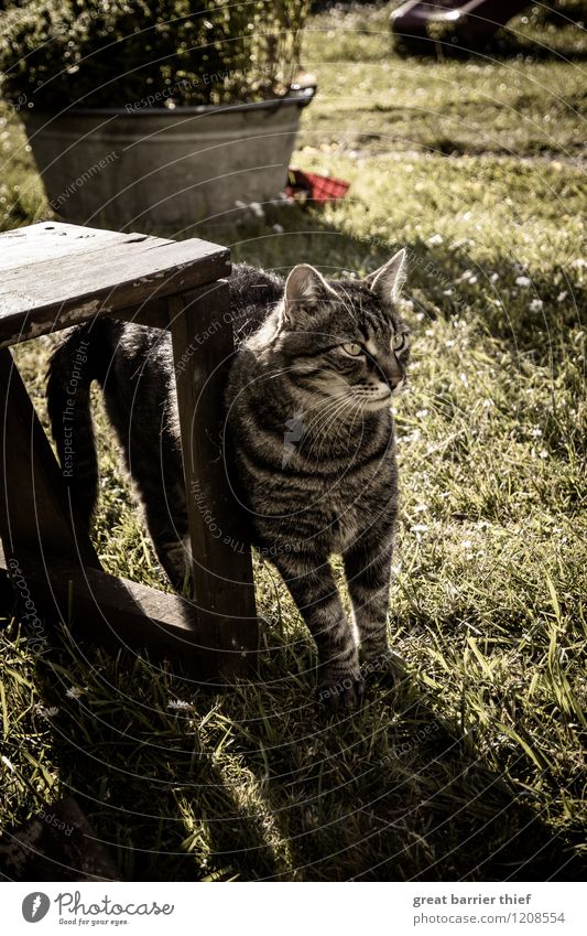 Ein Kater auf Abwegen Tier Haustier Katze Tiergesicht Fell Pfote 1 beobachten stehen authentisch einzigartig Neugier braun mehrfarbig grün achtsam Wachsamkeit