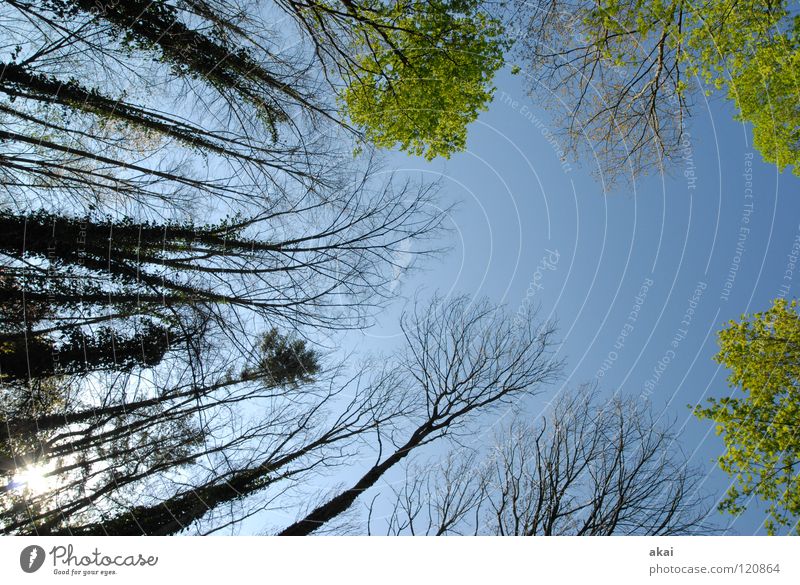 Himmel auf Erden 16 Nadelbaum Wald himmelblau Geometrie Laubbaum Perspektive Nadelwald Laubwald Waldwiese Paradies Waldlichtung ruhig grün Pflanze Baum Blatt