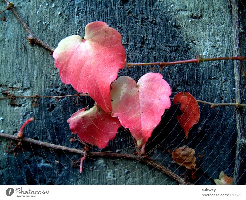 Leaf_x4 Blatt rot Kletterpflanzen Efeu Metall Natur Ruine schäbig Wand Mauer Beton Farbverlauf netzartig geheimnisvoll Leben kalt Hoffnung Reifezeit leaves