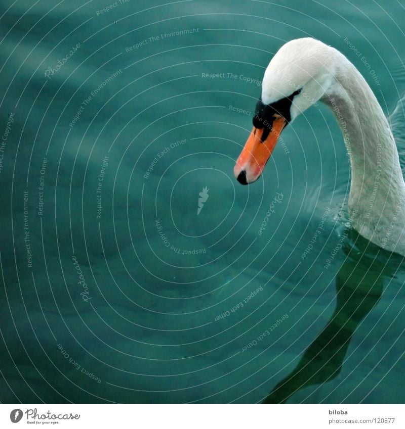 Nur mal kurz hereinschauen... Schwan weiß lang Schnabel schwarz tief grün Reflexion & Spiegelung See Vogel Tier Quadrat Wellen Schwanensee Wasser Hals orange