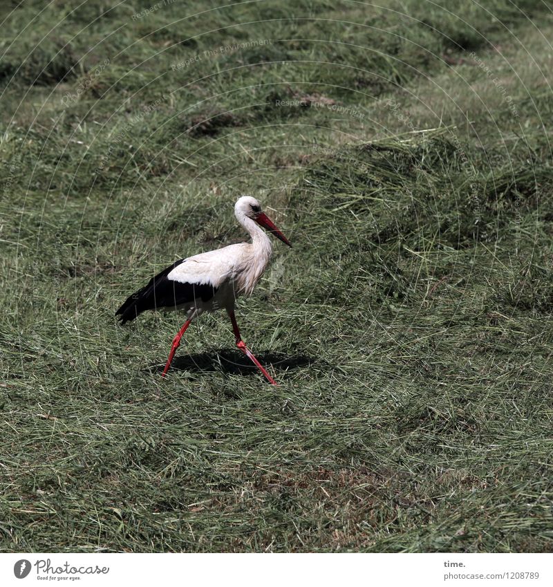 Spreedorado | An der Wursttheke der Natur Schönes Wetter Gras Heu Feld Tier Wildtier Vogel Flügel Storch Feder beobachten gehen Jagd laufen Blick warten