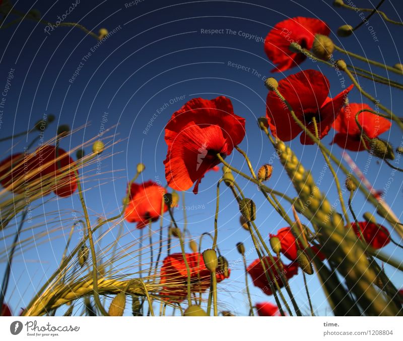 Boden- und Ackertag | Spreedoradorausch Schönes Wetter Pflanze Nutzpflanze Wildpflanze Mohn Mohnblüte Feld hoch schön wild Leben Neugier Interesse Überraschung