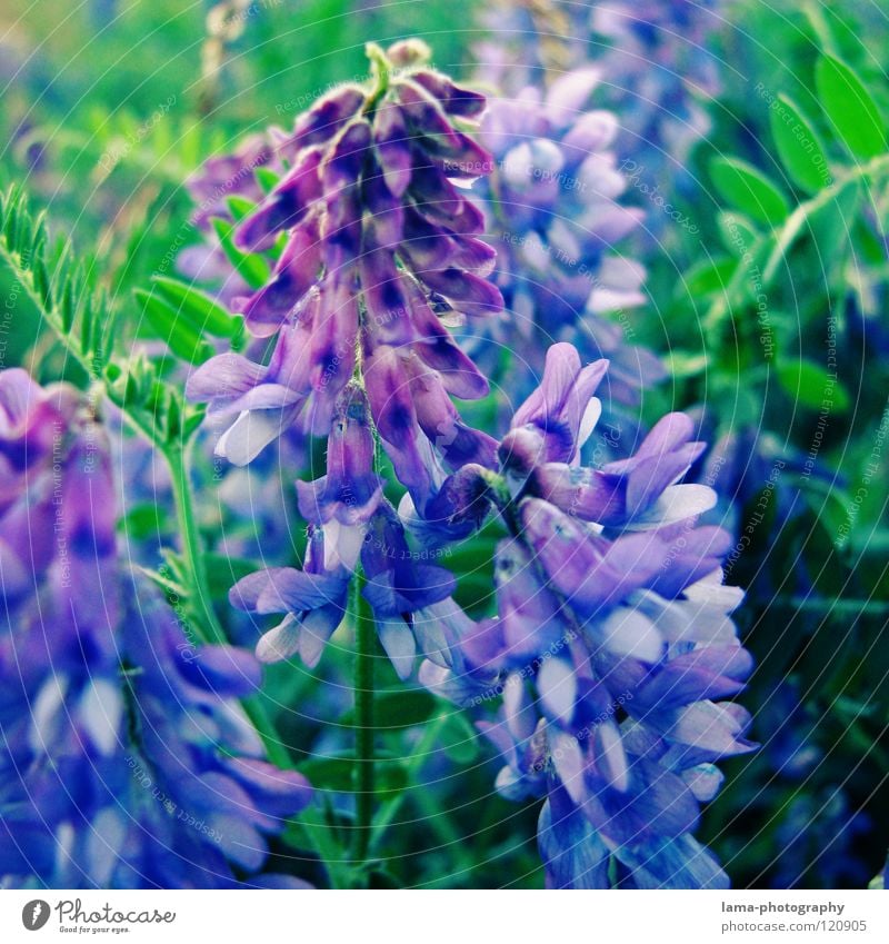 Unbekannte Pracht Blume Pflanze Wiese Blumenwiese Frühling Sommer Blüte Wachstum gedeihen sprießen Lavendel Lupine violett grün Blütenblatt Aquarell Erholung