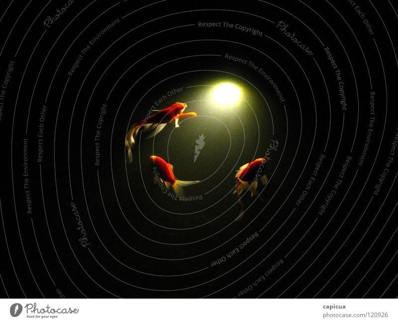 Emptiness Licht 3 Fluss Bach Fisch water fish light river darkness abstract dream orange three aquatic sea deep