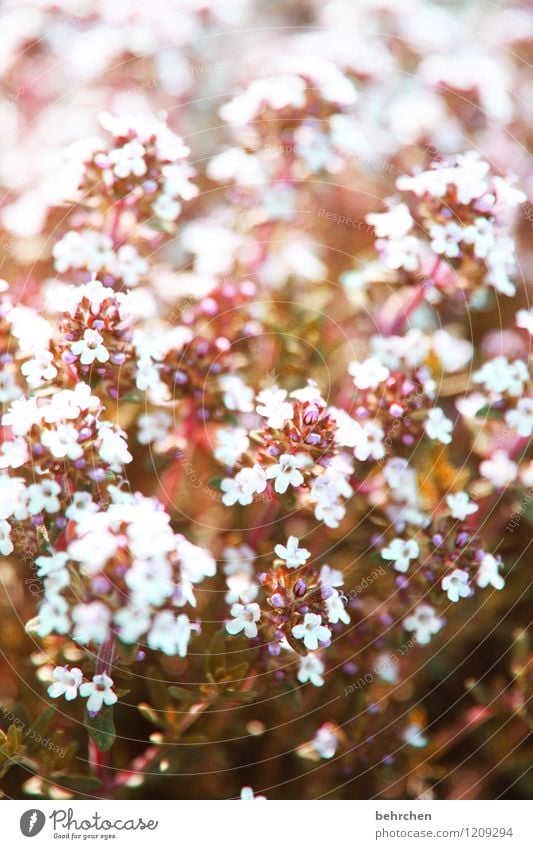 schön und lecker Natur Pflanze Frühling Sommer Schönes Wetter Blume Blatt Blüte Nutzpflanze Kräuter & Gewürze Thymian Majoran Oregano Garten Park Wiese Blühend