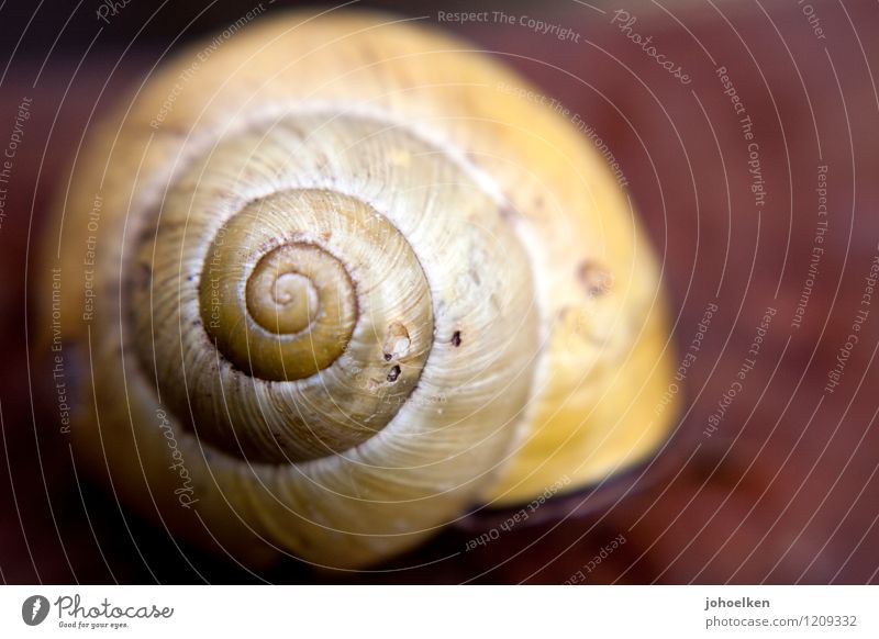 1 1 2 3 5 8 13 Umwelt Natur Tier Garten Feld Schnecke Schneckenhaus Weichtier Ornament Spirale warten gelb rot Sicherheit Schutz Geborgenheit bizarr einzigartig