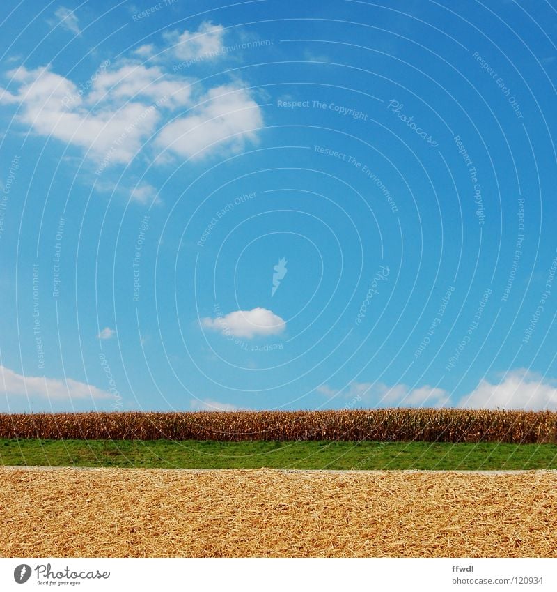 Sommer im Quadrat 1.2 Wolken Feld Wiese grün Weizen Landwirtschaft Reifezeit gerade einfach sehr wenige Himmel blau gutes Wetter schöner Tag Getreide Ackerbau