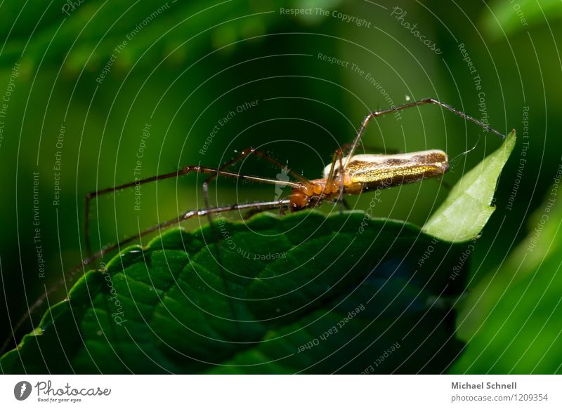 Spinne Tier Wildtier 1 natürlich dünn grün Beine lang Farbfoto mehrfarbig Detailaufnahme Makroaufnahme Textfreiraum oben Schwache Tiefenschärfe