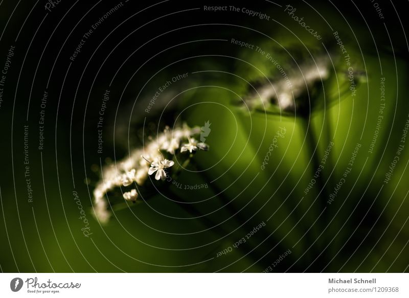 Licht und Schatten Umwelt Natur Pflanze Blüte Giersch dunkel schön klein grün Warmherzigkeit zart Farbfoto Außenaufnahme Nahaufnahme Detailaufnahme