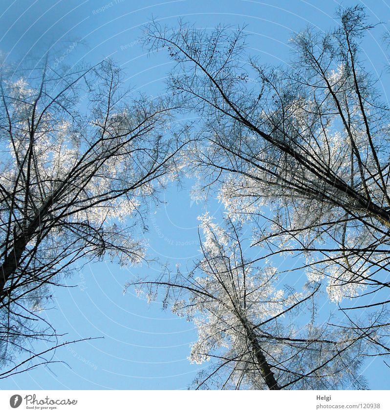 Winter-Wipfel... Baum Baumkrone Pflanze groß lang dünn kalt frieren gefroren Raureif Eiskristall emporragend Wachstum Wald Froschperspektive Ast Zweig Baumstamm