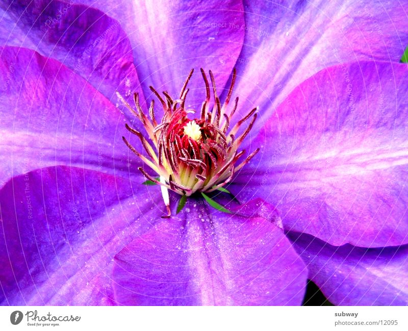 Lila Blüte Blume Natur violett Blütenblatt Gruß bloom blossom flower garden purple lilac Makroaufnahme sun Sonne Schönes Wetter sunny leave postcard