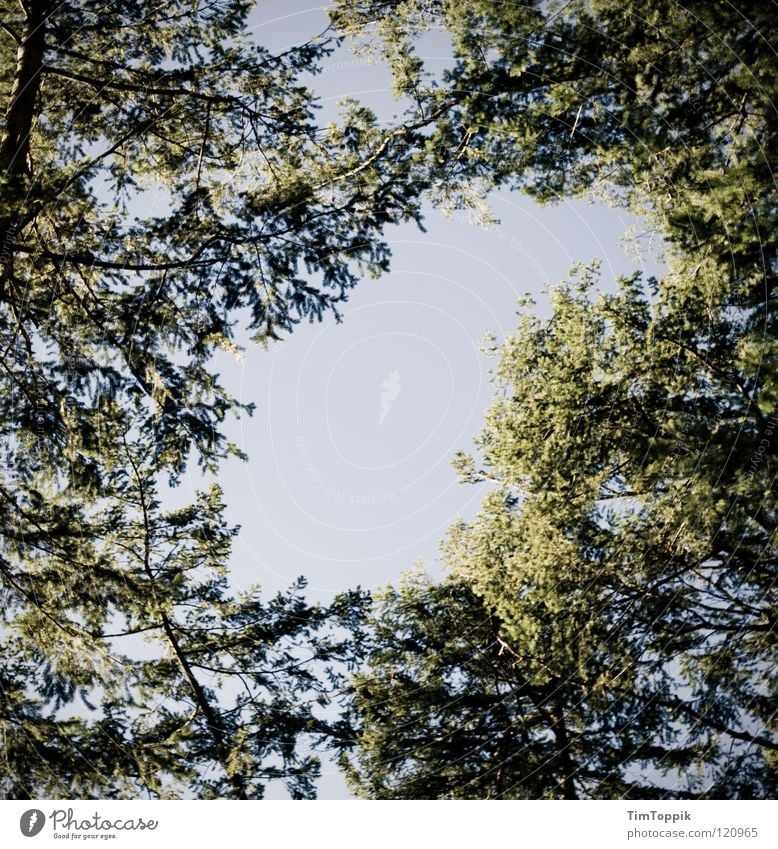 Der Himmel über Frankfurt I Waldlichtung Baum Sträucher grün verzweigt Tanne Fichte Birke Buche Eiche Linde Ahorn Luft Spaziergang wandern Aussicht Blick