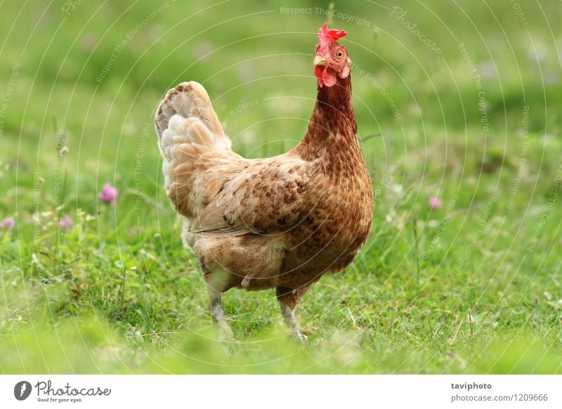 Henne in die Kamera schauen Fleisch Sommer Fotokamera Frau Erwachsene Natur Tier Gras Vogel natürlich braun grün rot Hähnchen Pute Bauernhof Federvieh Schnabel