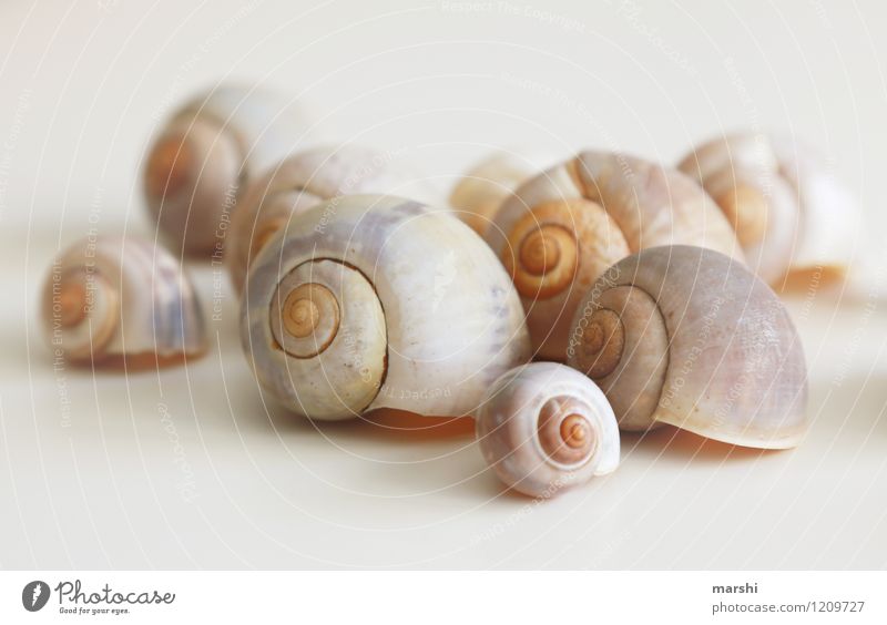 Schneckenhaussiedlung Natur Tier Tiergruppe braun viele Dekoration & Verzierung Stillleben Muschel Farbfoto Gedeckte Farben Innenaufnahme Studioaufnahme Tag