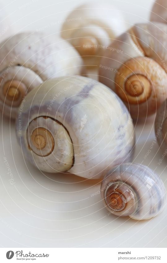 Schneckenhäuser Tier Tiergruppe Stimmung Schneckenhaus Dekoration & Verzierung viele Innenaufnahme Nahaufnahme Detailaufnahme Freisteller Hintergrund neutral