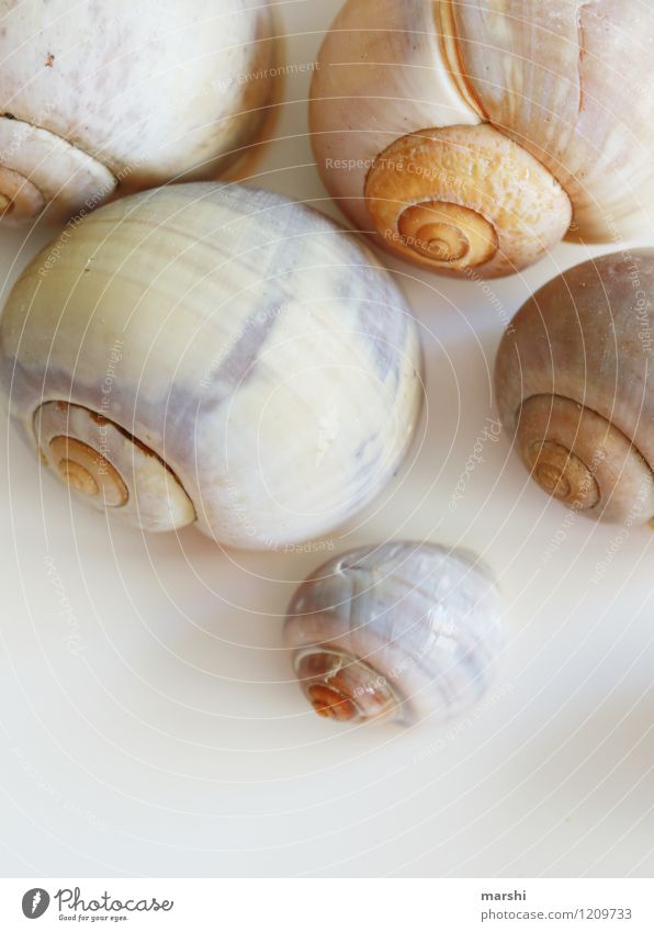 Schneckenhäuser Natur Tier Tiergruppe Tierfamilie braun Schneckenhaus Dekoration & Verzierung Farbfoto Gedeckte Farben Innenaufnahme Studioaufnahme