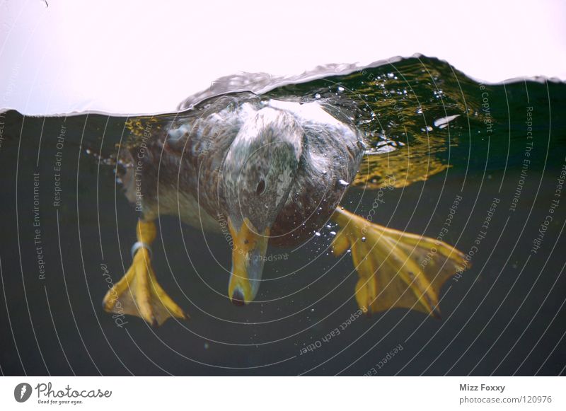 Durchblick tauchen Vogel Zoo Gans Luftblase Wasser Ente Bewegung Im Wasser treiben Schwimmen & Baden