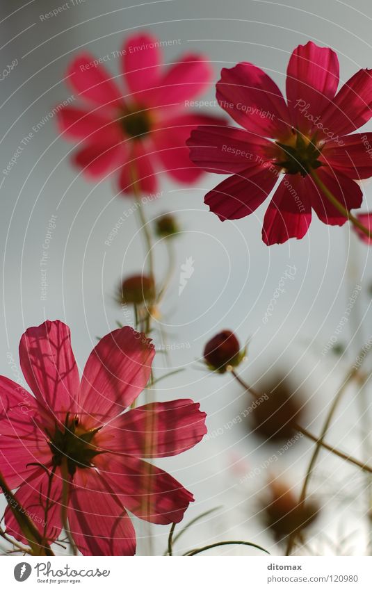 Cosmea Cosmos Schmuckkörbchen Pflanze Makroaufnahme Himmel gelb arrangiert Nahaufnahme flower grey red shadow sky group Wildtier blurred garden