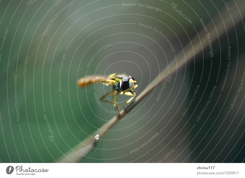 Keine Fotos bitte ... Natur Schönes Wetter Gras Wiese Tier Wildtier Fliege 1 sitzen außergewöhnlich elegant fantastisch gelb schwarz Zufriedenheit bizarr