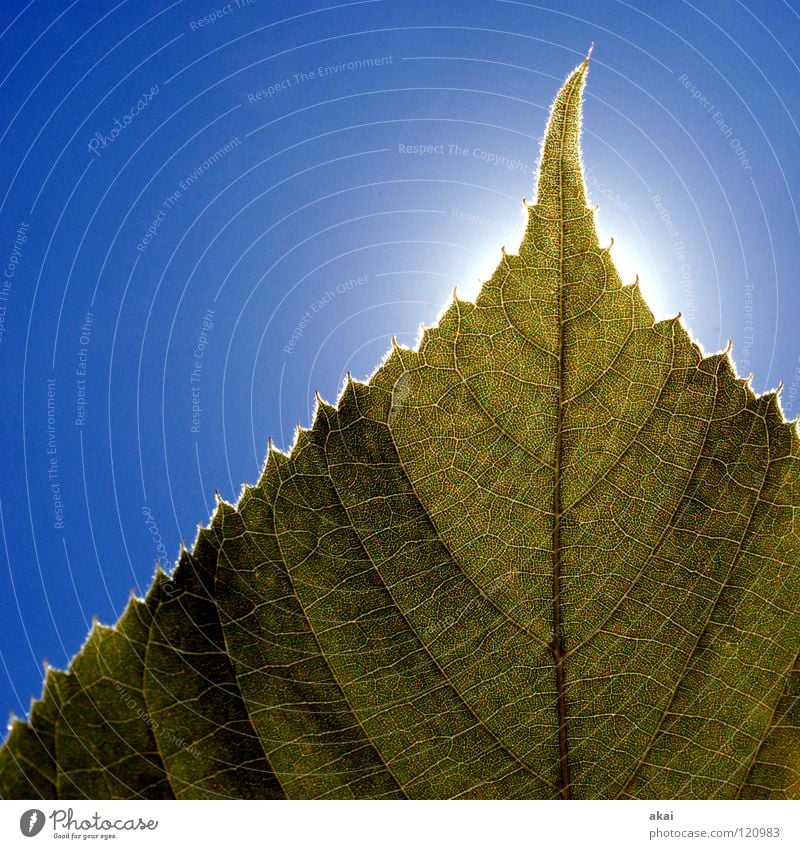 Das Blatt 26 Pflanze Linde Lindenblatt grün Botanik Pflanzenteile Kletterpflanzen pflanzlich Umwelt Sträucher Gegenlicht krumm Hintergrundbild Baum nah Licht