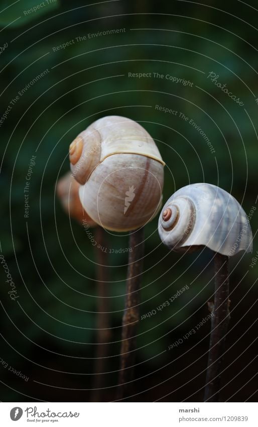 Gartenimpression VII Natur Pflanze Tier Schnecke Stimmung Schneckenhaus Dekoration & Verzierung Farbfoto Außenaufnahme Nahaufnahme Detailaufnahme Makroaufnahme