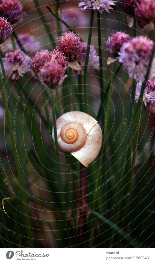 Gartenimpression VI Natur Pflanze Tier Frühling Sommer Sträucher Park Schnecke Stimmung Schneckenhaus Beet Schnittlauch Blüte Farbfoto Außenaufnahme Nahaufnahme