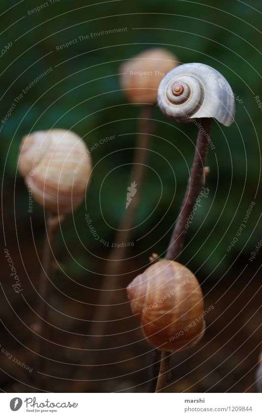 Gartenimpression V Natur Pflanze Tier Frühling Sommer Park Schnecke 1 braun Schneckenhaus Dekoration & Verzierung Beet Farbfoto Außenaufnahme Nahaufnahme