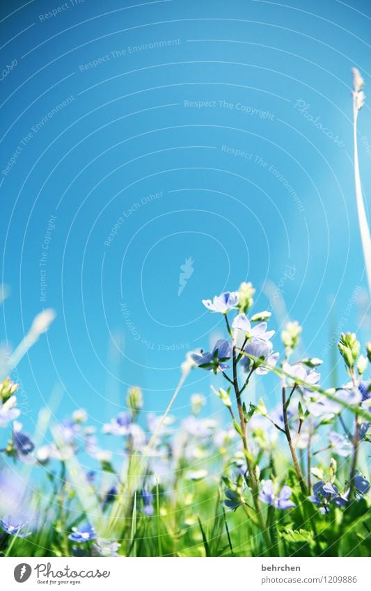 gepriesen sei die ehre Natur Pflanze Himmel Wolkenloser Himmel Frühling Sommer Herbst Schönes Wetter Blume Gras Blatt Blüte Veronica Garten Park Wiese Feld