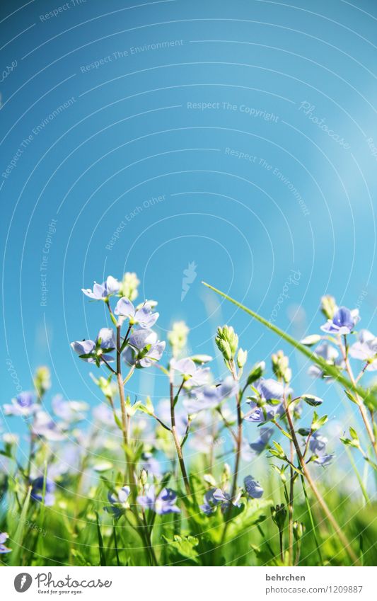 irgendwann gibt's ihn wieder Natur Pflanze Himmel Wolkenloser Himmel Frühling Sommer Schönes Wetter Blume Gras Blatt Blüte Wildpflanze Veronica Garten Park